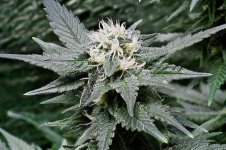 Amnesia Trance Flower, 4 Weeks 12-12.jpg