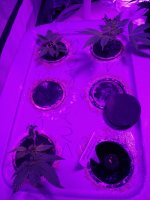 IMG_20191230_162621008.jpg