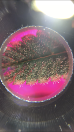 A0918D69-BD24-403B-B768-CF378F9C54DD.png