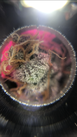 07CC9E5F-A03F-4649-9A81-688DE0E1BC7F.png