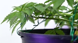 White Widow Week 6&8 01-15-20 13.jpg