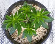 White Widow Week 6&8 01-15-20 35.jpg