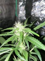 photo93732.jpg
