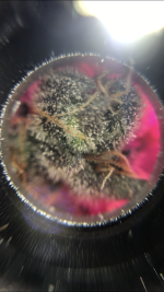 736E255F-E41C-4916-AB15-5E5D6A20C01B.png