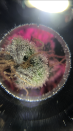 CE94E958-C3D6-436E-8525-F89CD9879638.png