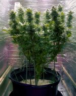 G2 Amnesia Trance, Week 14,  01-010-20.jpg