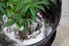White Widow, Week 9, 01-10-20 11.jpg