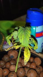 DSC_0031.JPG