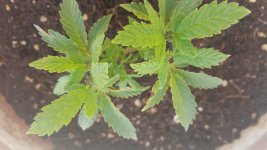20170206_124951.jpg