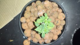 DSC_0059.JPG