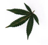 LEAF001.jpg