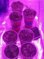 20170213_080235.jpg
