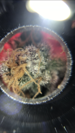 A0F40375-7706-48D8-8EAF-4D4B172CF588.png