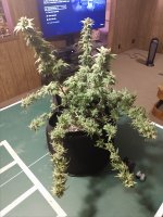 IMG_20200118_220401533.jpg