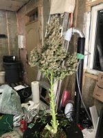 882DF315-D05C-447E-AE0C-CD407CF451EE.jpeg