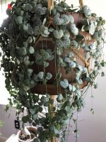 ceropegia1.JPG