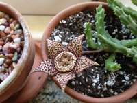 stapelia flower.JPG