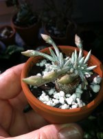 weird succ.JPG