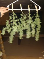 IMG_20200123_234712141.jpg