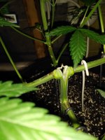 photo96054.jpg
