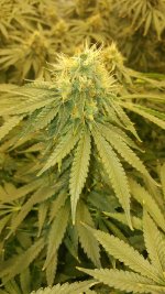 photo96485.jpg