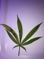 fan leaf.jpg
