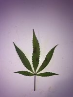 fan leaf 2.jpg
