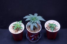 Current Grow, Weeks 12, 10, 5 & 3.jpg