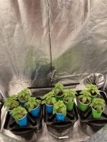 photo96913.jpg