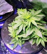 grow 3 week 5 red cheese.jpg