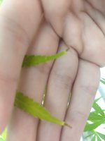 IMG_20200211_143216883.jpg