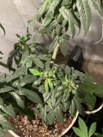 16212DB1-1176-443D-AFEB-AB790649BC58.jpeg
