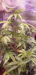 photo97430.jpg