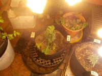 DSCN1122.JPG