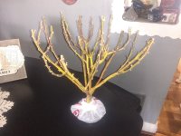 IMG_20200221_141018713.jpg
