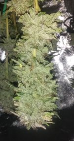 IMG_20200221_123844804.jpg