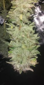 IMG_20200221_123929526.jpg