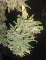IMG_20200221_123949557.jpg