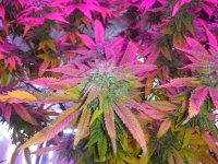 IMG_20200218_165310287.jpg