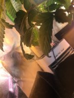 photo98177.jpg
