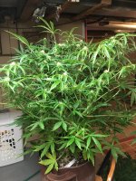 photo98435.jpg