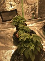 photo98511.jpg