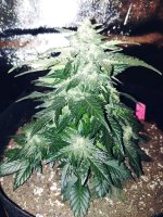 Alaskan Purple.jpg