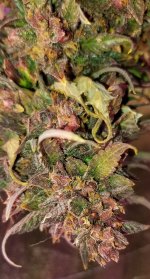 Bud 1.jpg