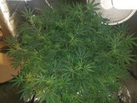 IMG_20200324_212252709.jpg