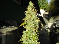 IMG_0546.JPG