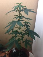 06B7FC33-F136-4E05-AB11-878A263C0C57.jpeg