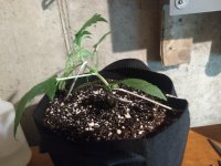 eyx97Qp.jpg