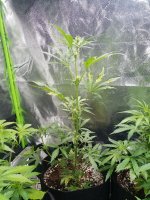 Sativa auto runt 3 Apr 2020.jpg