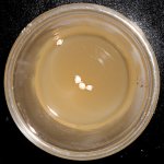 Prep - Seeds - start soak in water 1 - Copy.jpg